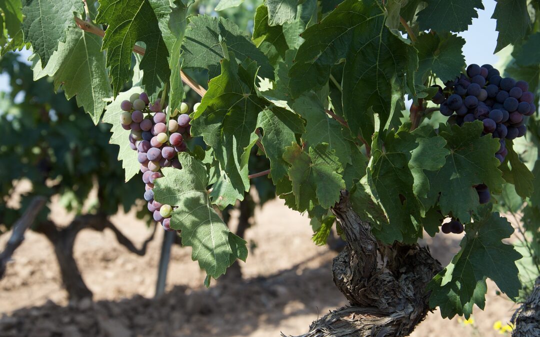 alvarez alfaro envero viñedo de rioja doca vino tinto bodegas de Rioja
